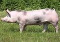 Beautiful pig grazing outdoors on natural green background Royalty Free Stock Photo