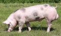 Beautiful pig grazing outdoors on natural green background Royalty Free Stock Photo