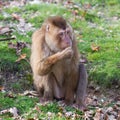 Beautiful pig-tailed macaque (Macaca nemestrina) Royalty Free Stock Photo