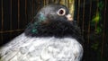 A Beautiful Pigeon Bird close Photo