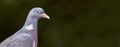 Beautiful pigeon bird close-up banner