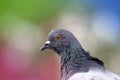 Beautiful pigeon bird in nature.