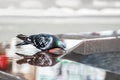 Beautiful Pigeon bird sitting on a fountain edge and drinking water. The dove is reflected in the water Royalty Free Stock Photo