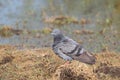 Grey pigeon in natural place