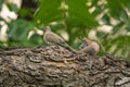 Beautiful pigeon couple sitting on branch, pigeon on tree, Two pigeon playing, laughing dove couple bird sitting on a branch
