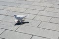 Beautiful pigeon, decorative dove. Decorative pigeons. A funny pigeon with shaggy paws walks along a city street Royalty Free Stock Photo