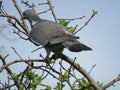 A beautiful pigeon dove culver sitting on tree branch on blue sky background. Common Wood Pigeon.