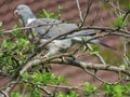 A beautiful pigeon dove culver sitting on tree branch and eating leaves. Common Wood Pigeon.