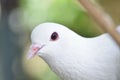 Beautiful pigeon dove face in the nature Royalty Free Stock Photo