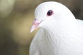 Beautiful pigeon dove face in the nature Royalty Free Stock Photo