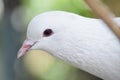 Beautiful pigeon dove face in the nature Royalty Free Stock Photo