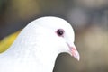 Beautiful pigeon dove face in the nature Royalty Free Stock Photo