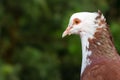 Beautiful pigeon face close up look with green bokeh background Royalty Free Stock Photo