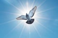 Beautiful pigeon in flight with sunlight background