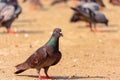 Beautiful pigeon with his family , Birds photography