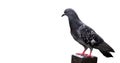 Beautiful pigeon isolated on white background, selective focus.