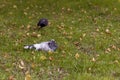 Beautiful pigeon laying on the grass covered with golden and yellow leaves.