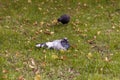 Beautiful pigeon laying on the grass covered with golden and yellow leaves.