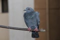 Beautiful pigeon relaxing pose