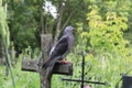 A beautiful pigeon sits on an ancient cross