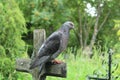 A beautiful pigeon sits on an ancient cross