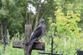 A beautiful pigeon sits on an ancient cross