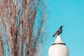 Beautiful pigeon sits on a lamppost against a clear sky background Royalty Free Stock Photo