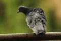 Beautiful pigeon with blur background Royalty Free Stock Photo