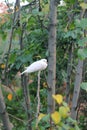 Beautiful pigeon sitting on a tree stunk. Royalty Free Stock Photo