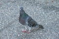 A beautiful pigeon on the street in the city