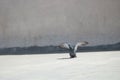 Beautiful pigeon with wings wide open trying to fly off the ground