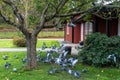 Beautiful pigeons birds feeding. Background. Big flock of doves. Birds feeders balls hang on the old trees branches. Protection of