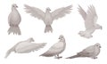 Beautiful Pigeons Collection, Dove in Different Poses, Symbol of Peace, Faith and Love Vector Illustration