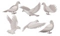 Beautiful Pigeons Collection, White Dove in Different Poses, Symbol of Peace, Faith and Love Vector Illustration Royalty Free Stock Photo