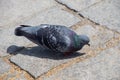 Beautiful pigeons feeding in urban squae Royalty Free Stock Photo