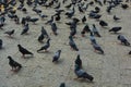 Pigeons at Gateway of India Mumbai