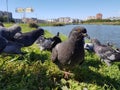 Beautiful pigeons in the grass