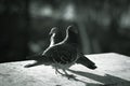 Beautiful pigeons and they love each other Royalty Free Stock Photo