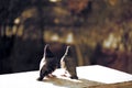 Beautiful pigeons and they love each other Royalty Free Stock Photo