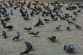 Pigeons near gateway of India