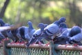 Beautiful pigeons perched on a fence