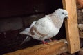 Beautiful Pigoen in Wood Home Alone