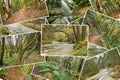Beautiful pile collage of rainforest pictures. Version 2.
