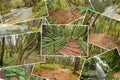 Beautiful pile collage of rainforest pictures. Version 1.