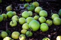 Beautiful pile of green apples on the ground that have fallen from the tree