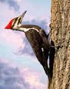 A beautiful pileated woodpecker clinging to a tree in a forest. Royalty Free Stock Photo