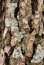pine bark texture Royalty Free Stock Photo