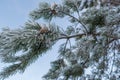 Beautiful pine branch with cones in hoarfrost, against the background of the blue sky, on a winter frosty day. Royalty Free Stock Photo