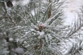 Beautiful pine branch,like a flower and covered with big snowfla