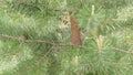 Beautiful pine branch Ural Russia